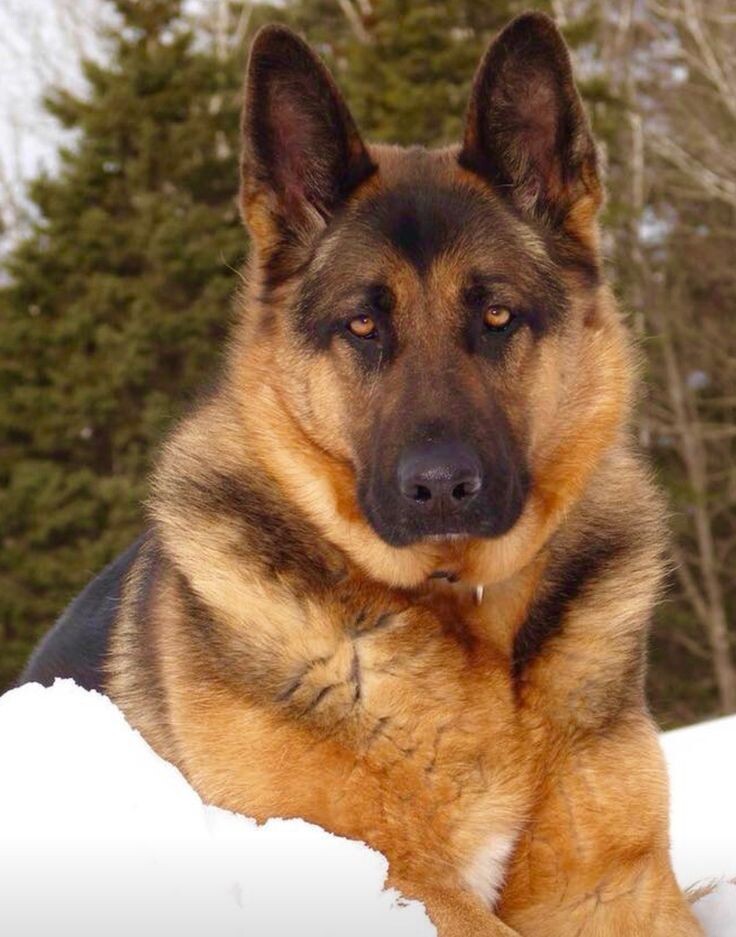 Источник: яндекс поиск 