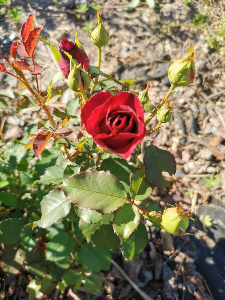 В отличие от Забайкальского края, на дачах Санкт-Петербурга можно увидеть розы