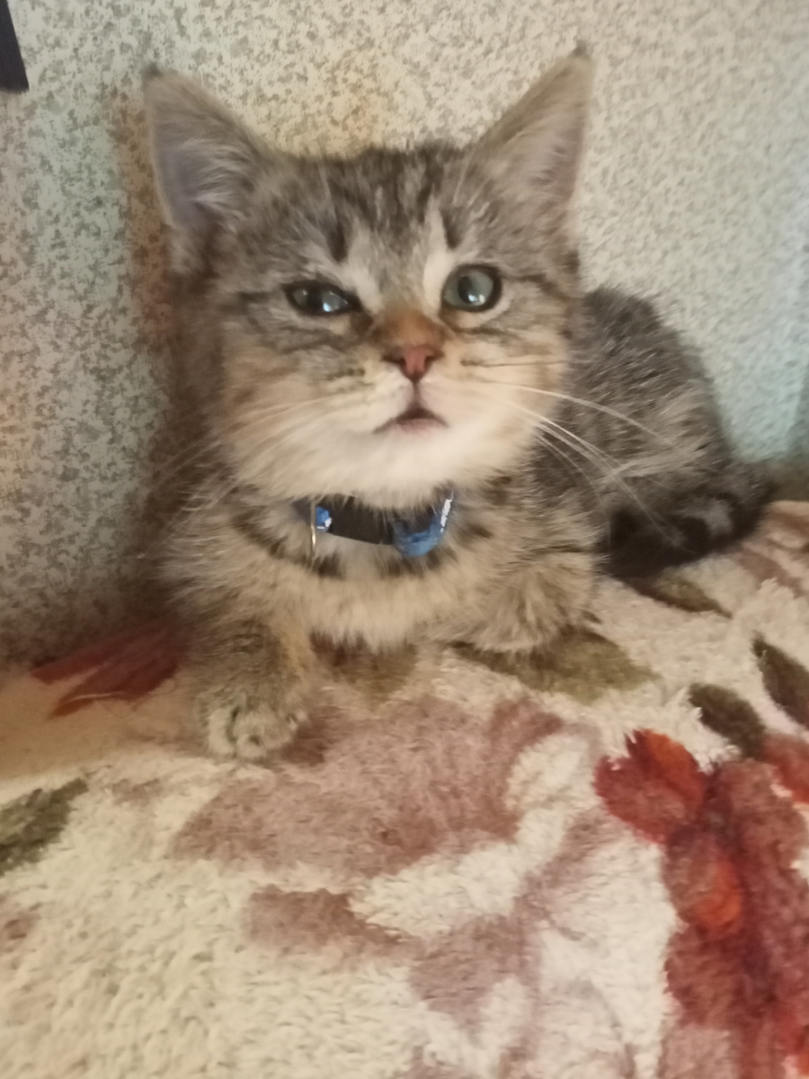 Лютик. Фото из архива автора. Лютик.