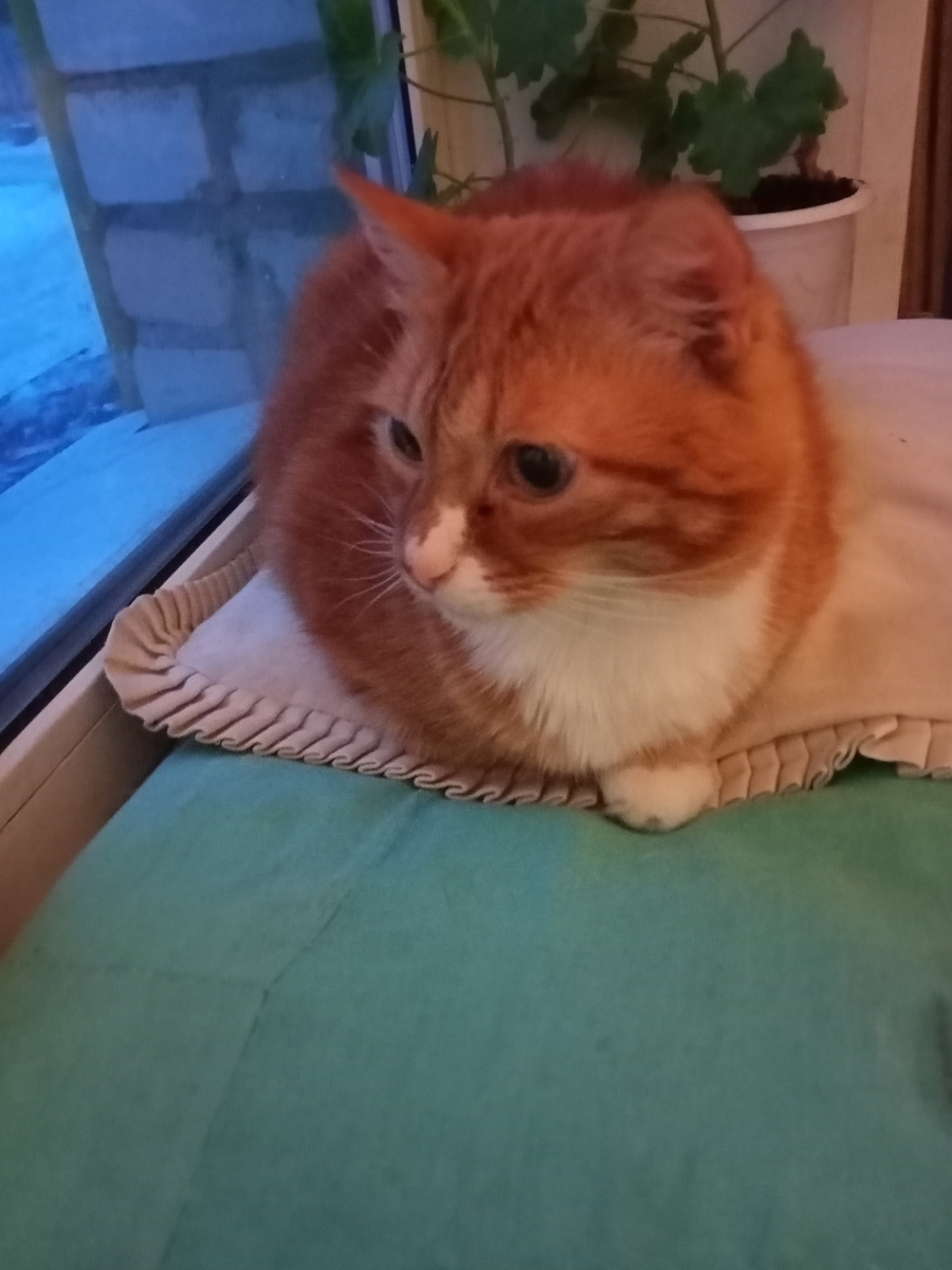 Фото из архива автора. Рыжик.