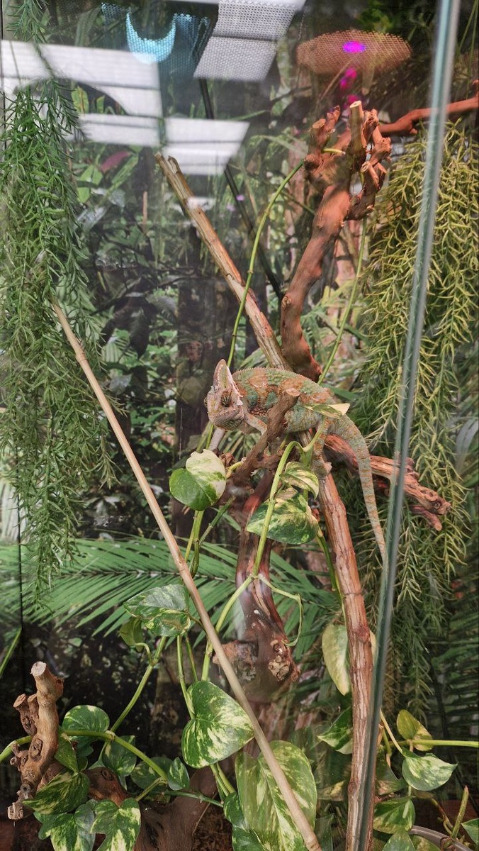 Хамелеон из тропического сада. Фото автора