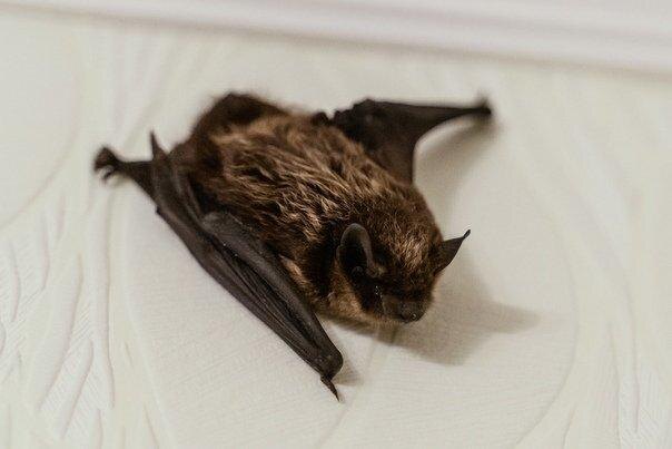Мышь летучая