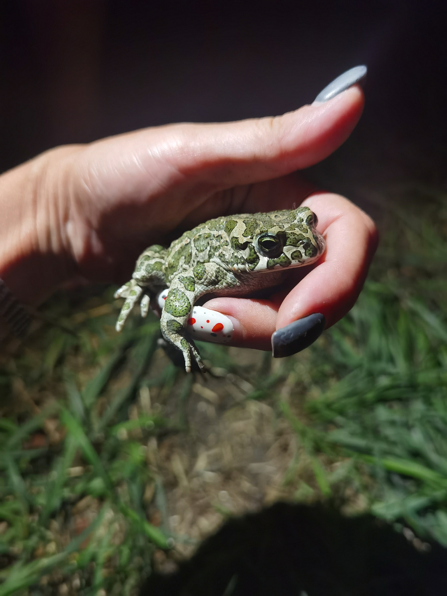 Зеленая жаба