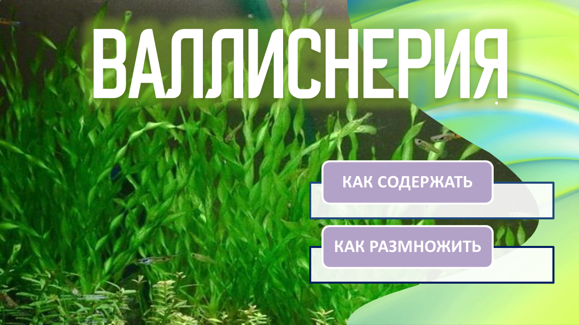 Валлиснерия.