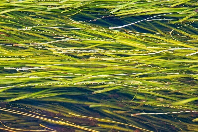 Валлиснерия в естественных условиях