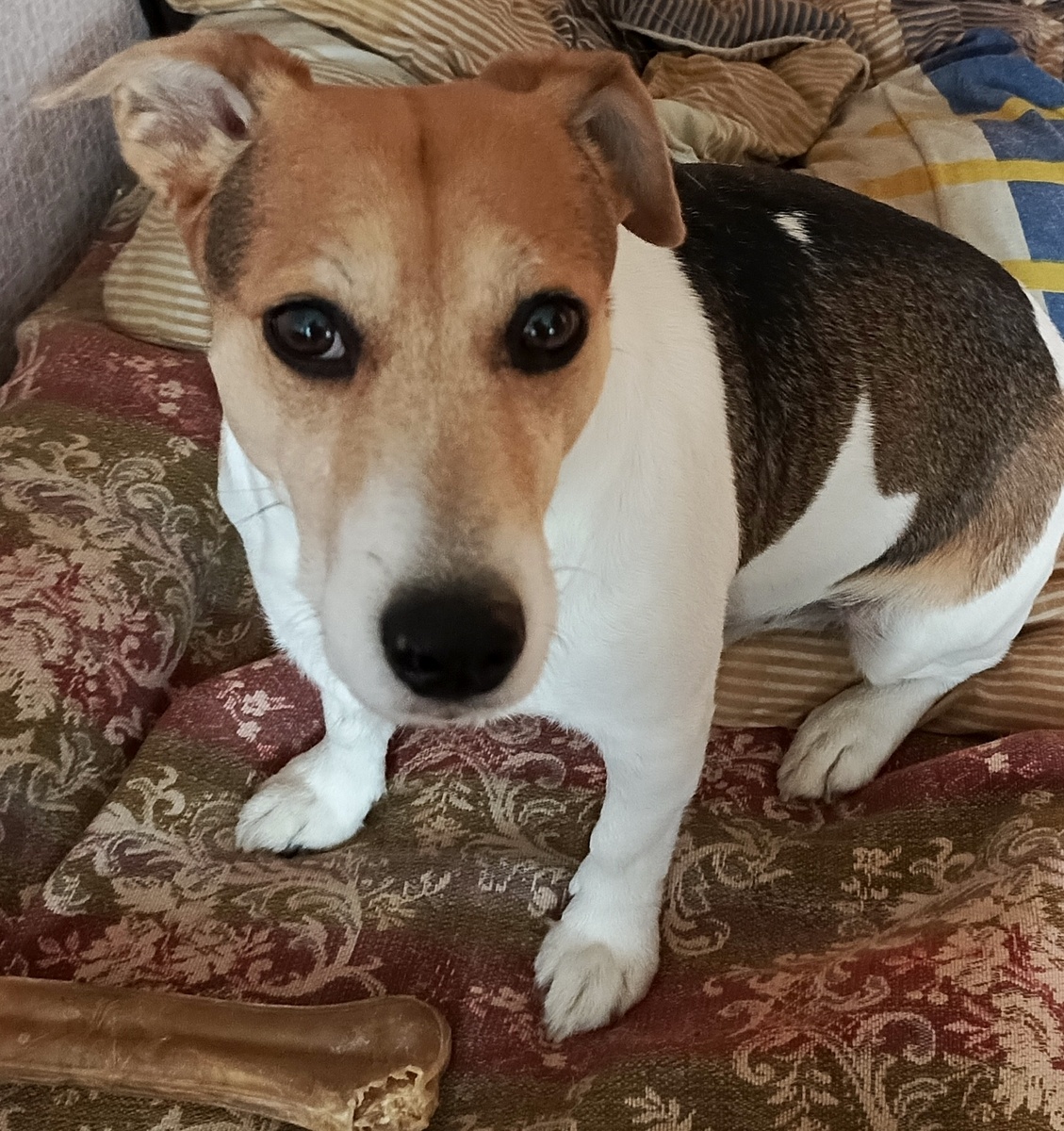 Многие думаю моего ушастого помнят.