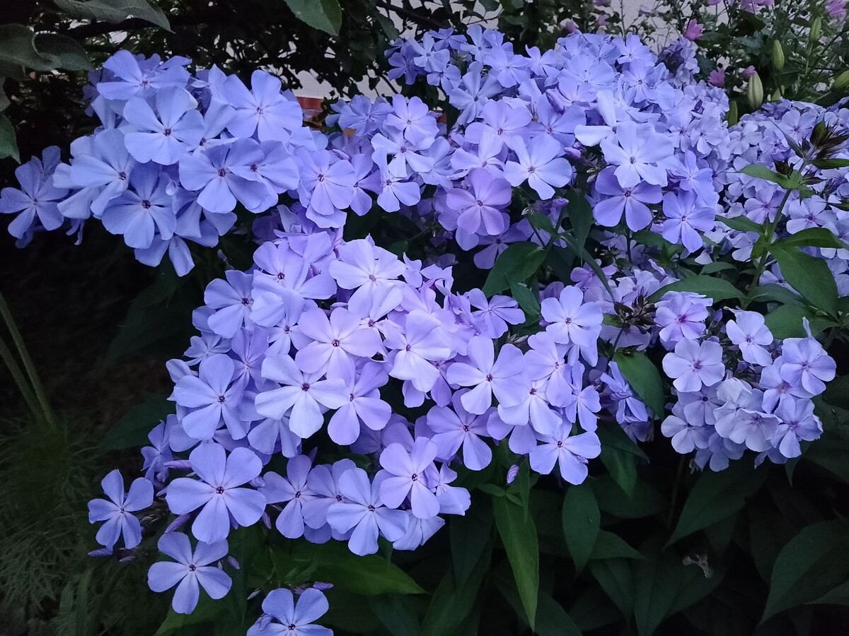 1. Флокс Незабудка