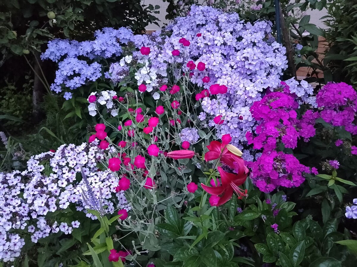 2. Флоксы Незабудка, Гжель, Тарас Шевченко и Чароитовая Крошка