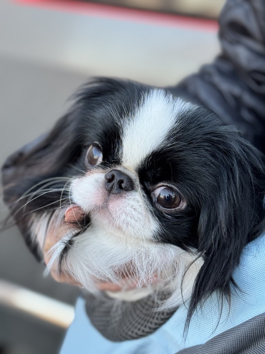 Солитэри Стар Кагура Май (вл. Кострова Е)