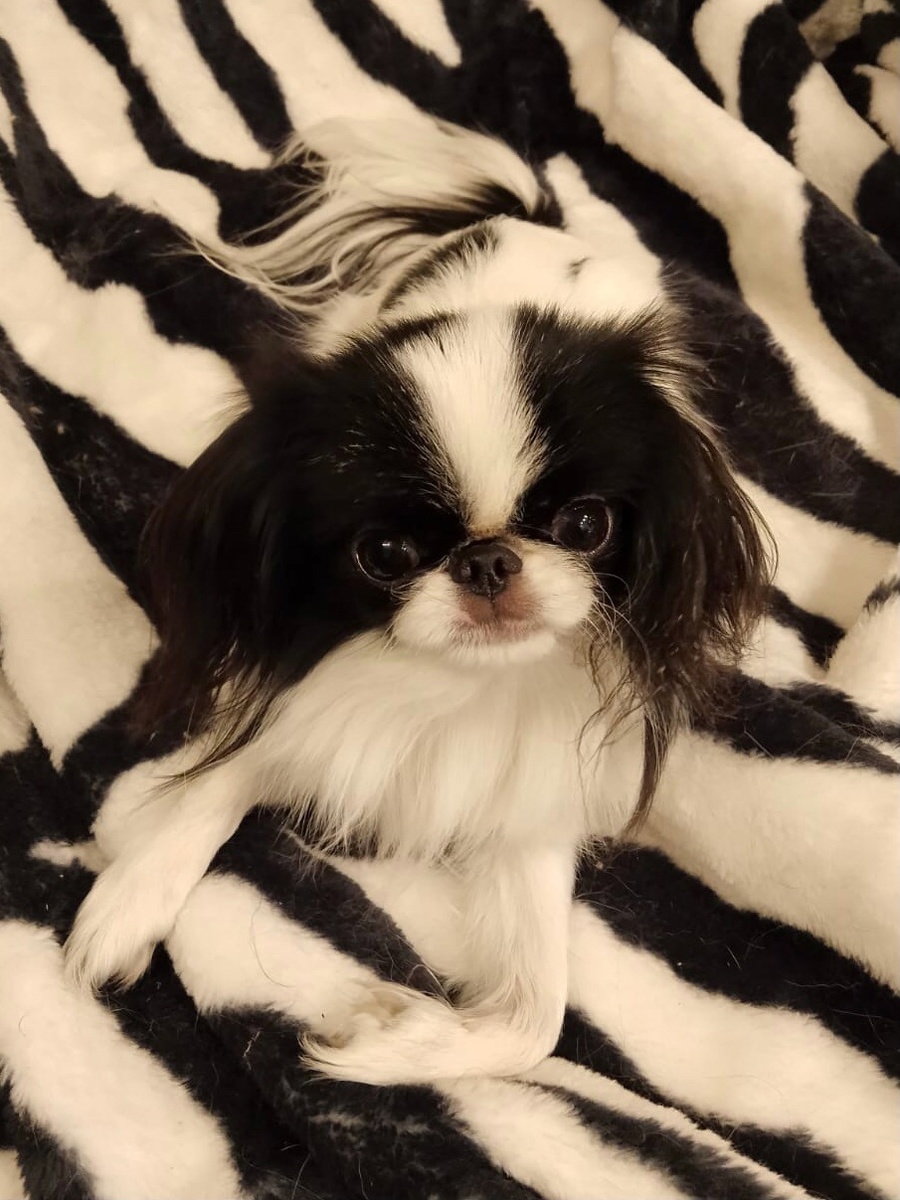 Солитэри Стар Кицунэ (вл. Трофимчук Е). Принцесса Цуцуник, она же Капец, в домашней обстановке