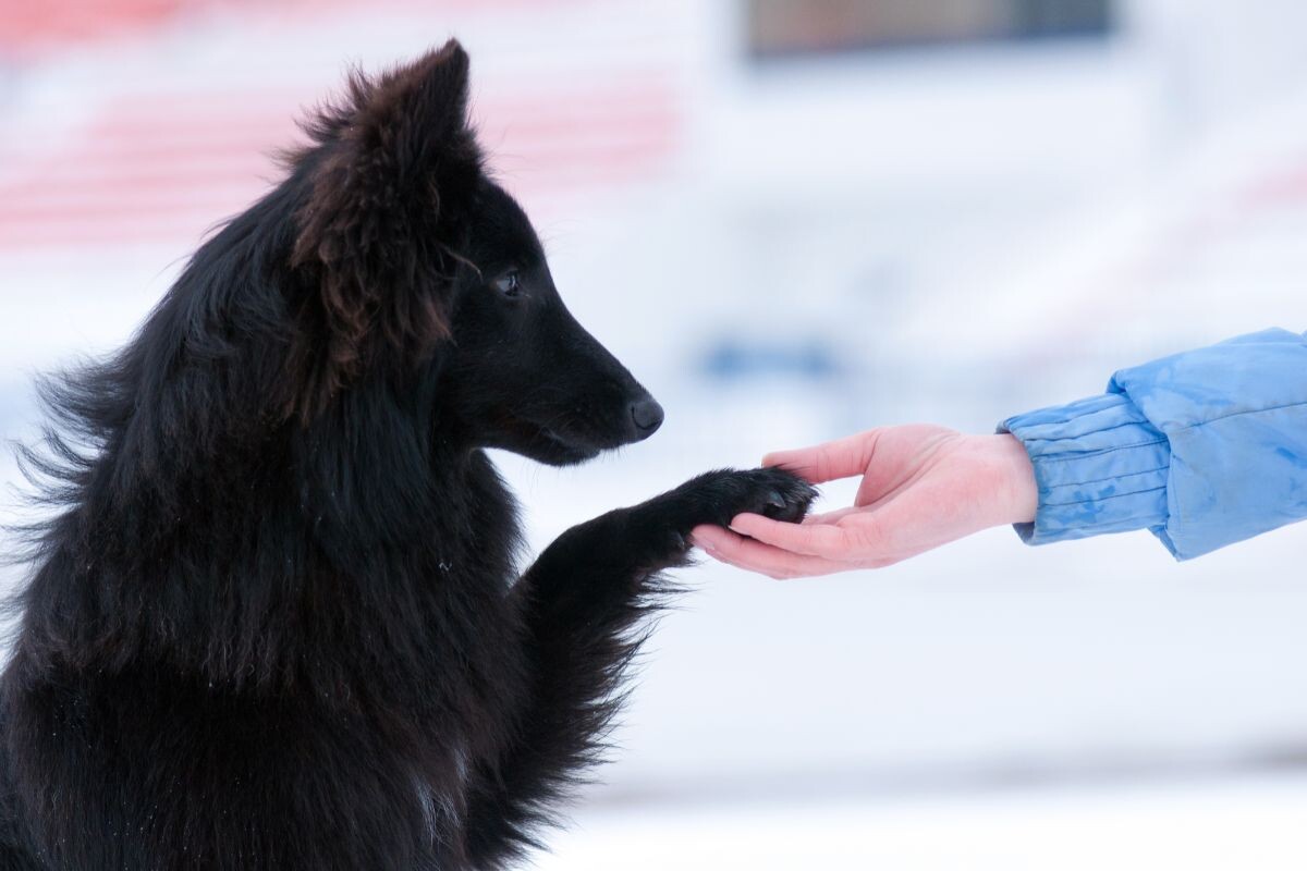 Как защитить лапы собаки от реагентов
