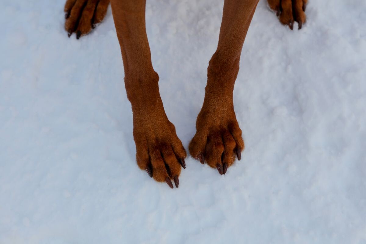 Собачьи лапы на снегу 