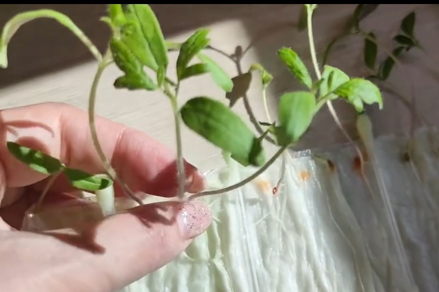 Посев в самокрутку 