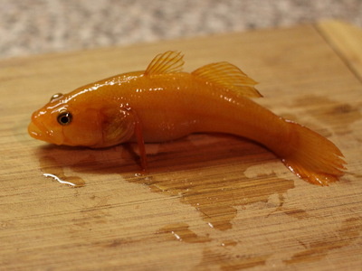 фото с форума https://guns.allzip.org/topic/41/871922.html