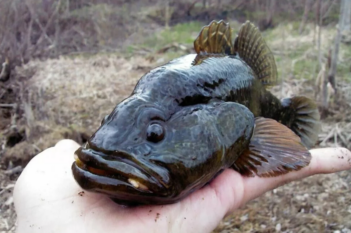 фото с форума Красавчик! https://pikabu.ru/story/kak_rotan_o_kotorom_eshche_20_let_nazad_ne_znali_napolnil_nashi_vodoemyi_9177800