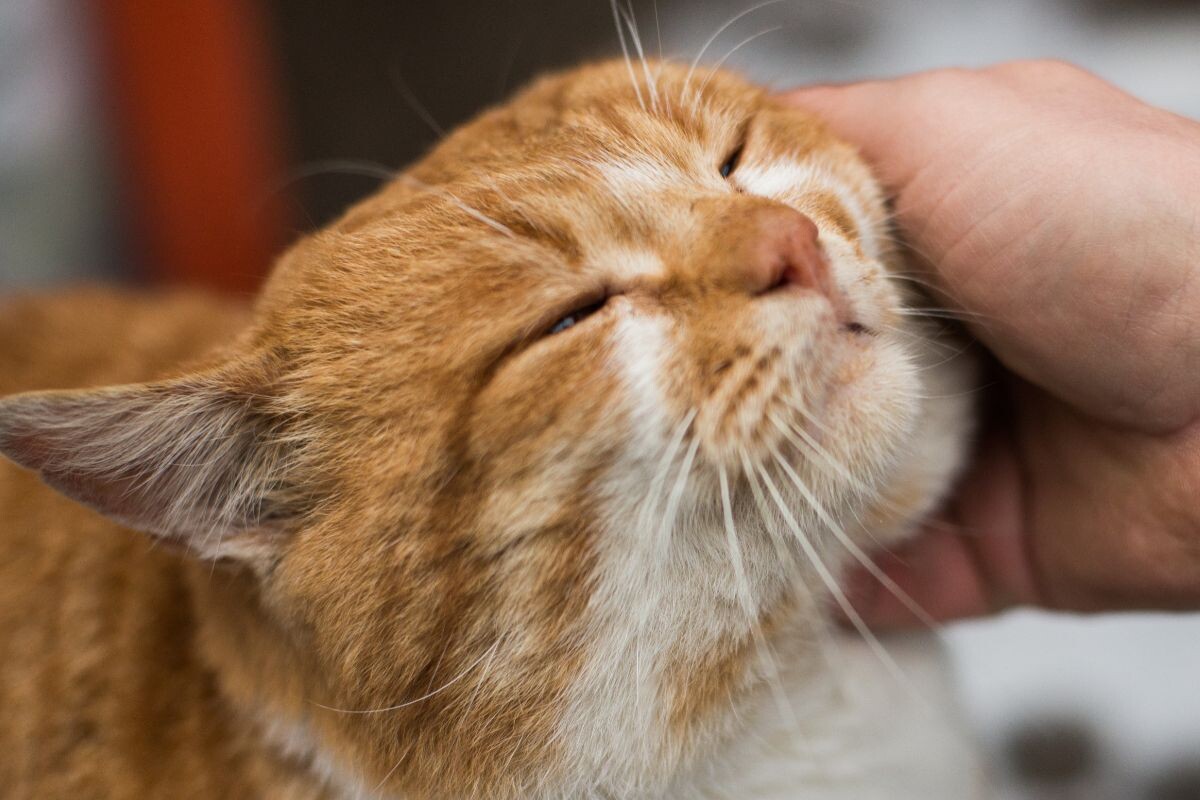 Как социализировать кошку с улицы 