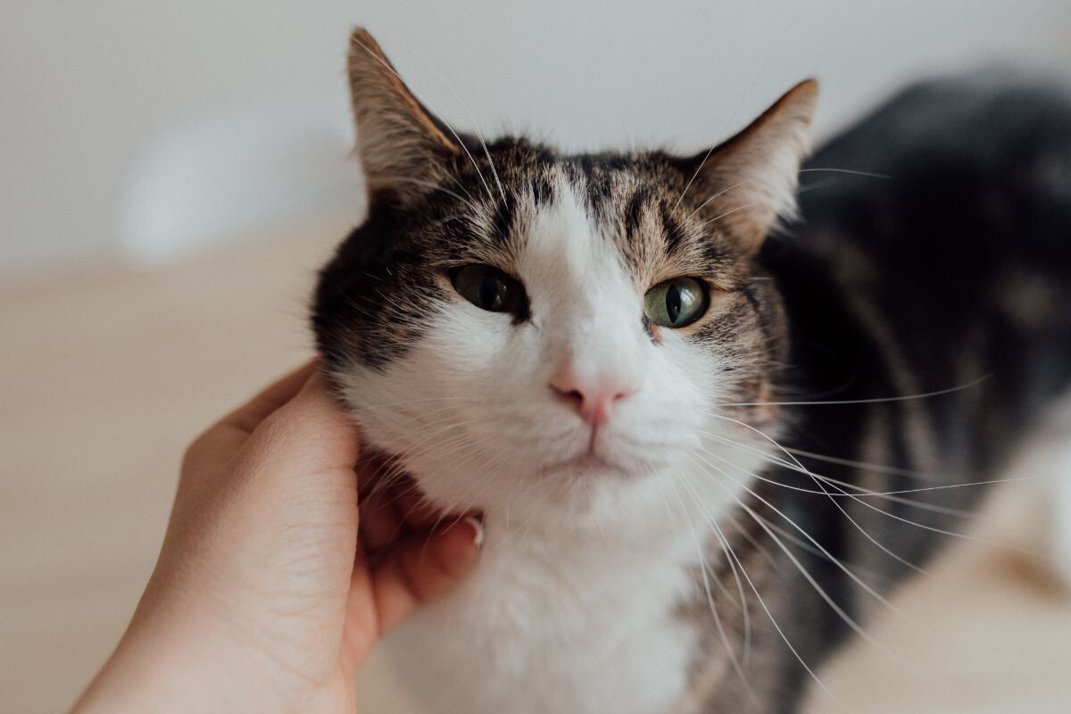 Хозяйка гладит кошку 