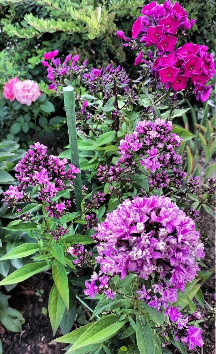 1. Флоксы Квазимодо и Эсмеральда