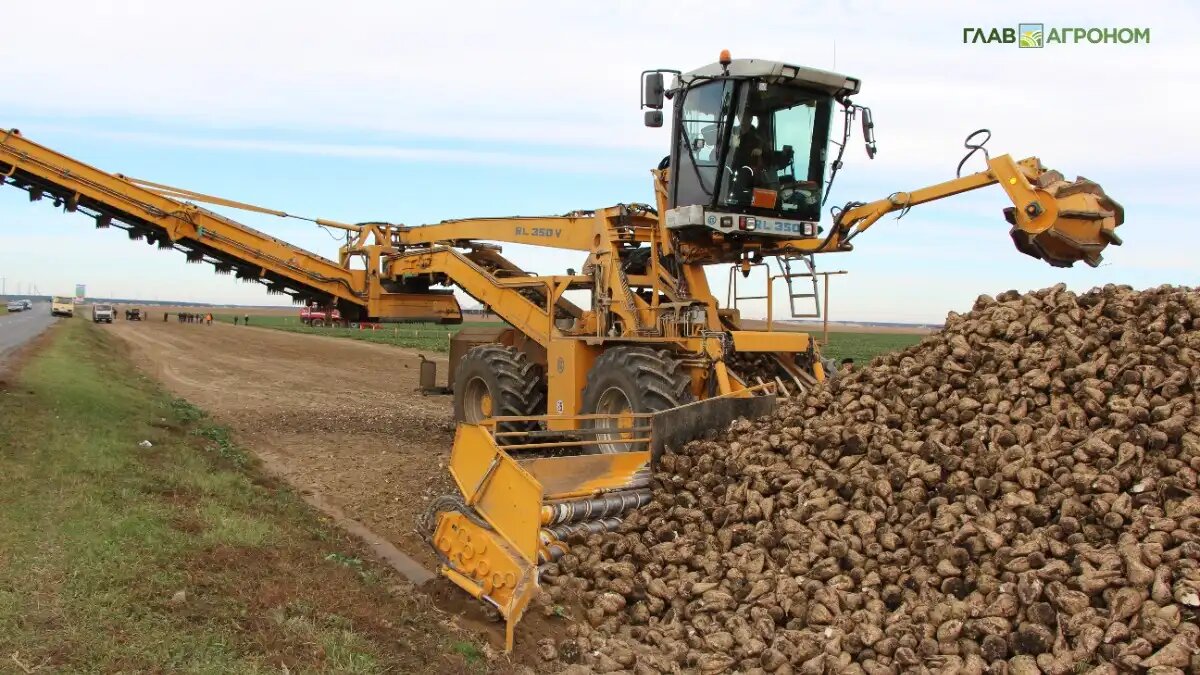 Фото: © Владимир Исаенко / Glavagronom.ru
Самая высокую урожайность сахарной свеклы в 2024 году на счету аграриев Гродненской области – 610 центнеров с гектара