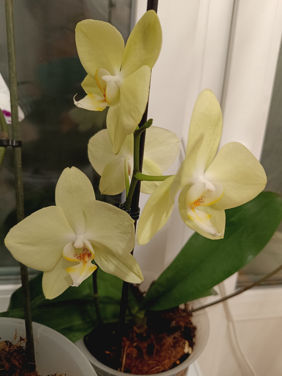 Цветение этой осенью 