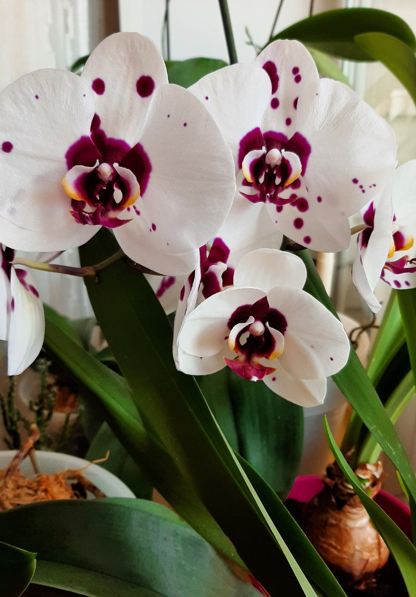 Фото старое. Эту орхидею мне бабушка отдала. Я ею очень дорожу