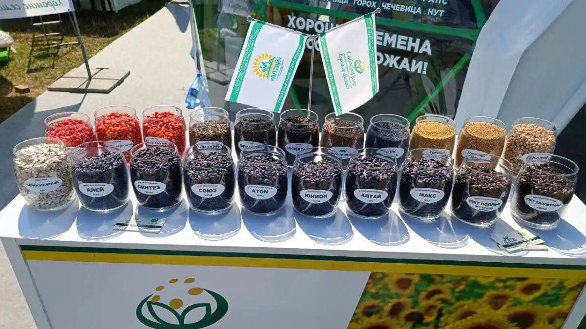 Фото: © Владимир Исаенко / Glavagronom.ru
В 2023 году мировой рынок семян вырос до 54 миллиардов долларов – это впечатляющий рост в 3,5 раза по сравнению с 1996 годом