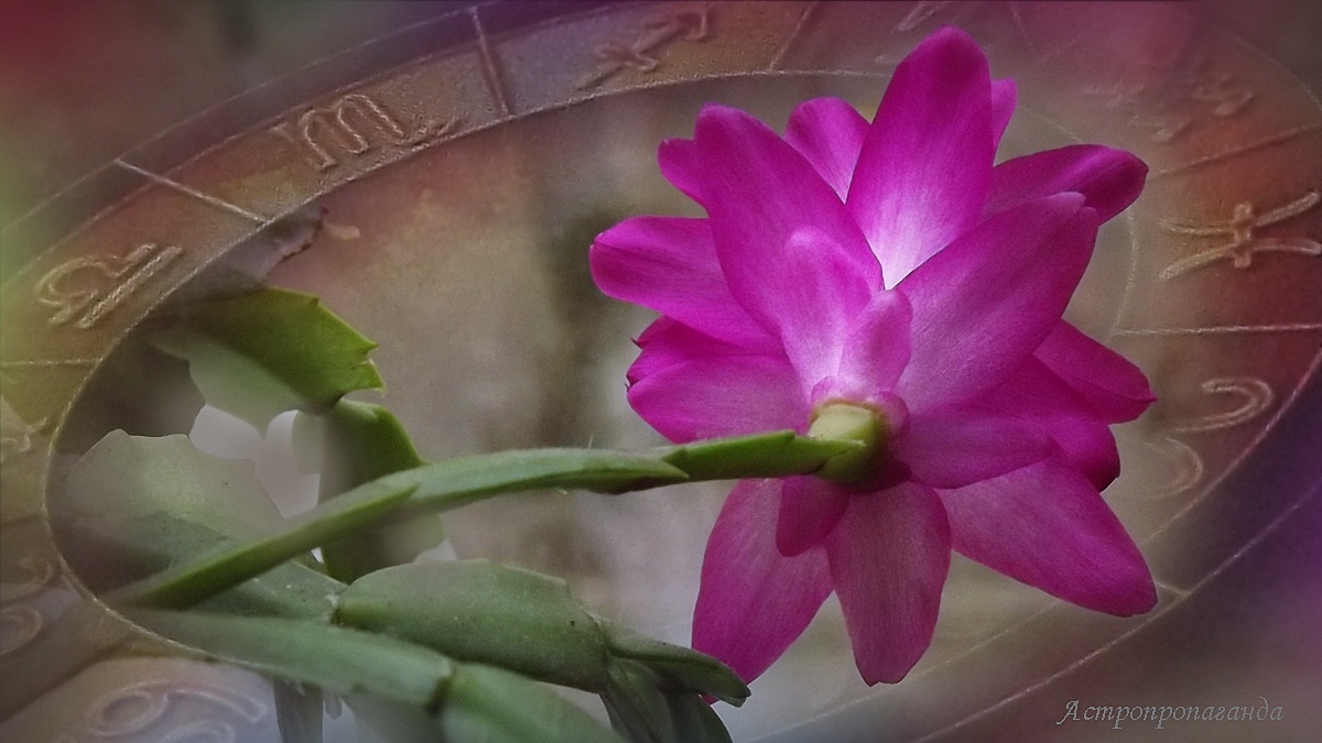 Недельный гороскоп с 25 ноября по 1 декабря 2024: снова ретроградный Меркурий. 