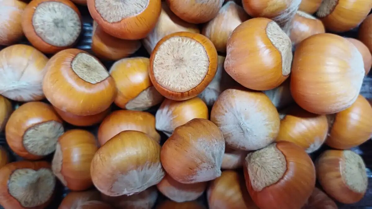 Фото:© Ольга Шульга / Glavagronom.ru
В Ростовской области в рамках реализации проекта первого суперинтенсивного сада фундука высадили саженцы на площади 40 га