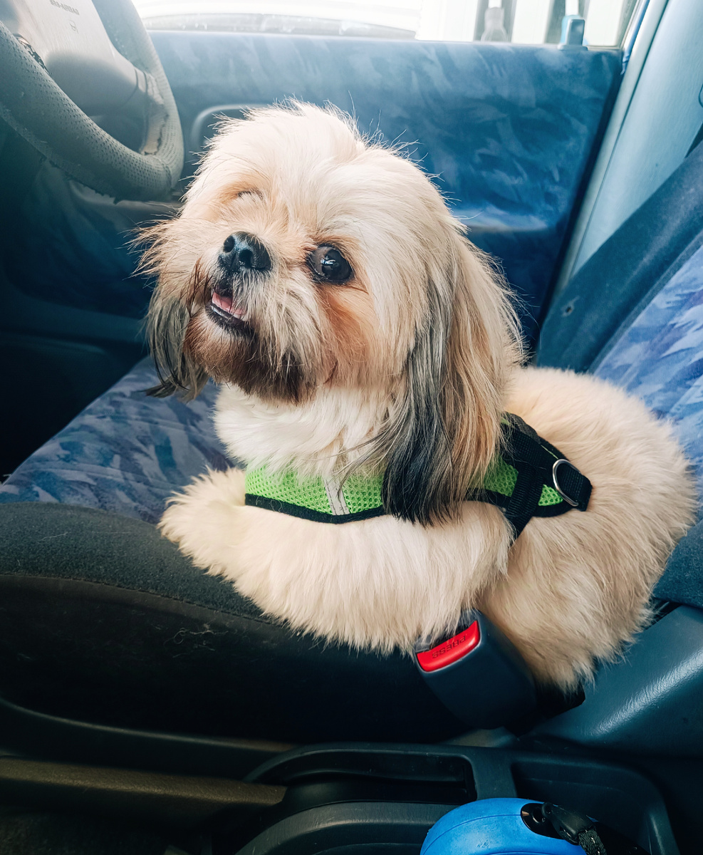 Леся, ши-тцу