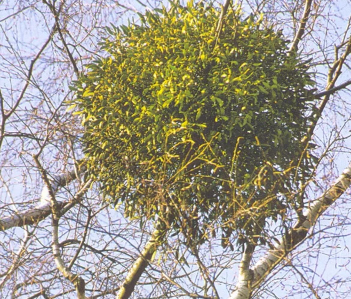 Орхидеи в дикой природе. Экзотические деревья. Растения которые растут на деревьях. Растения которые растут на деревьях. Растения которые растут на деревьях.