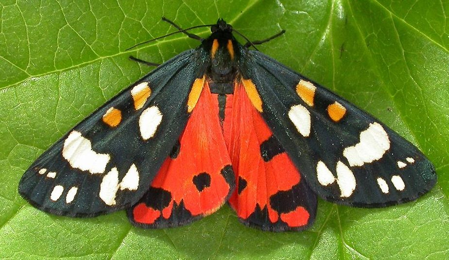 Медведица Кайя, бабочка. Фото из ИНТЕРНЕТА!!!