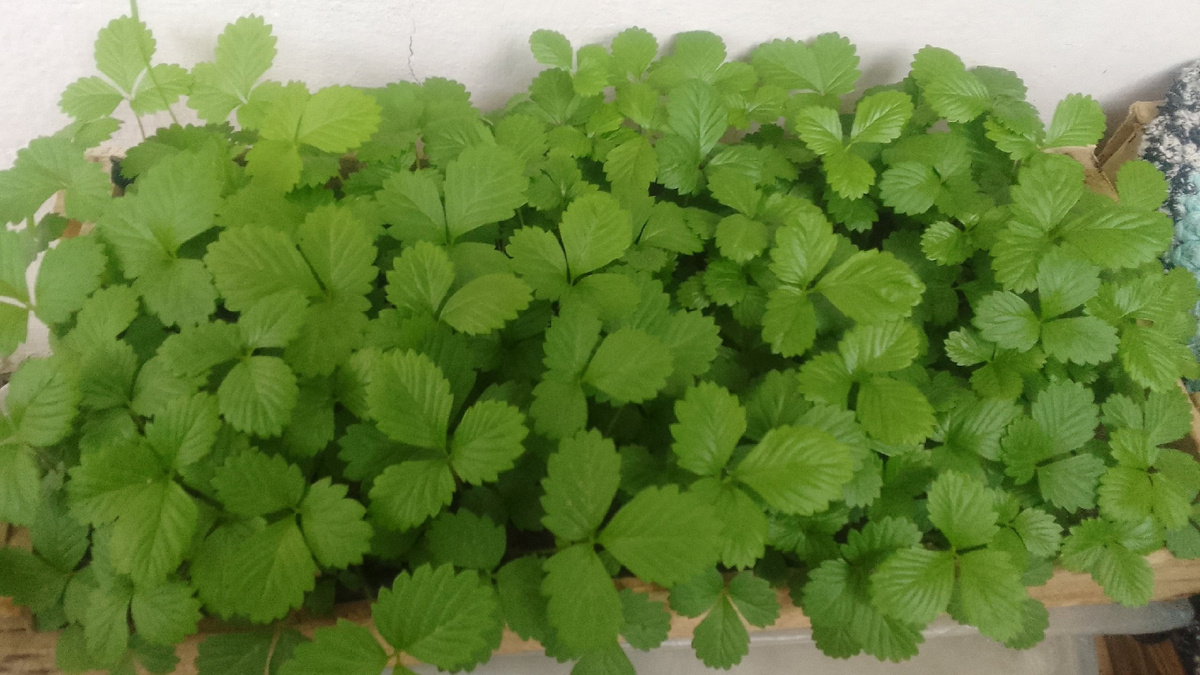 Моя земляника, посеяна в декабре, сфотографировано в конце августа