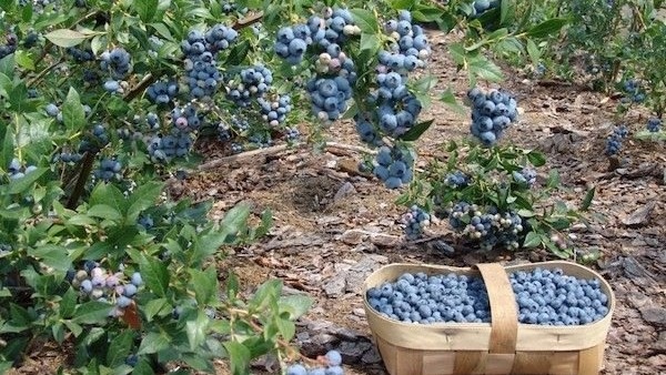 Голубика. Фото с pinterest.com