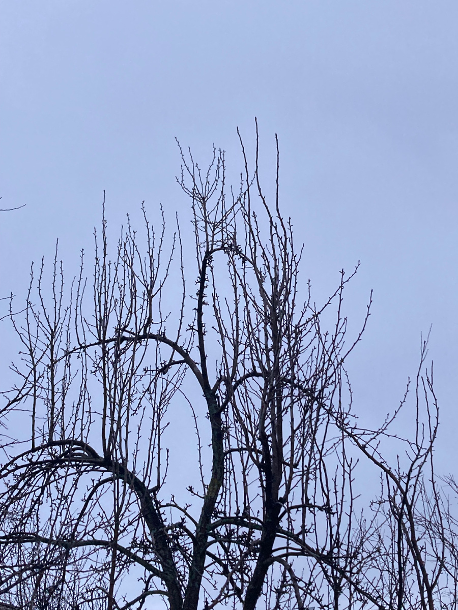 Старая груша на фоне сумерек в моем саду.