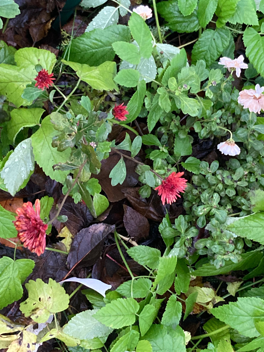 Доцветают хризантемы. 