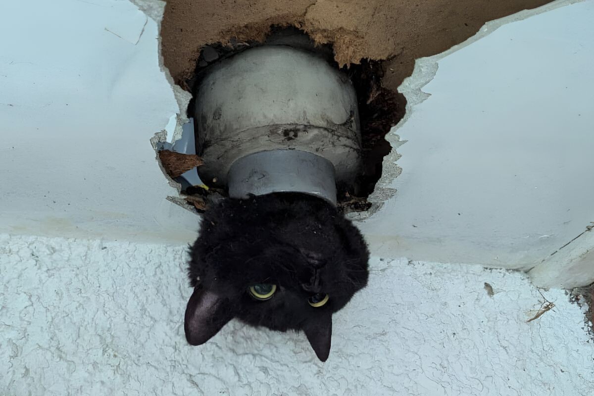 Кот застрял в трубе 