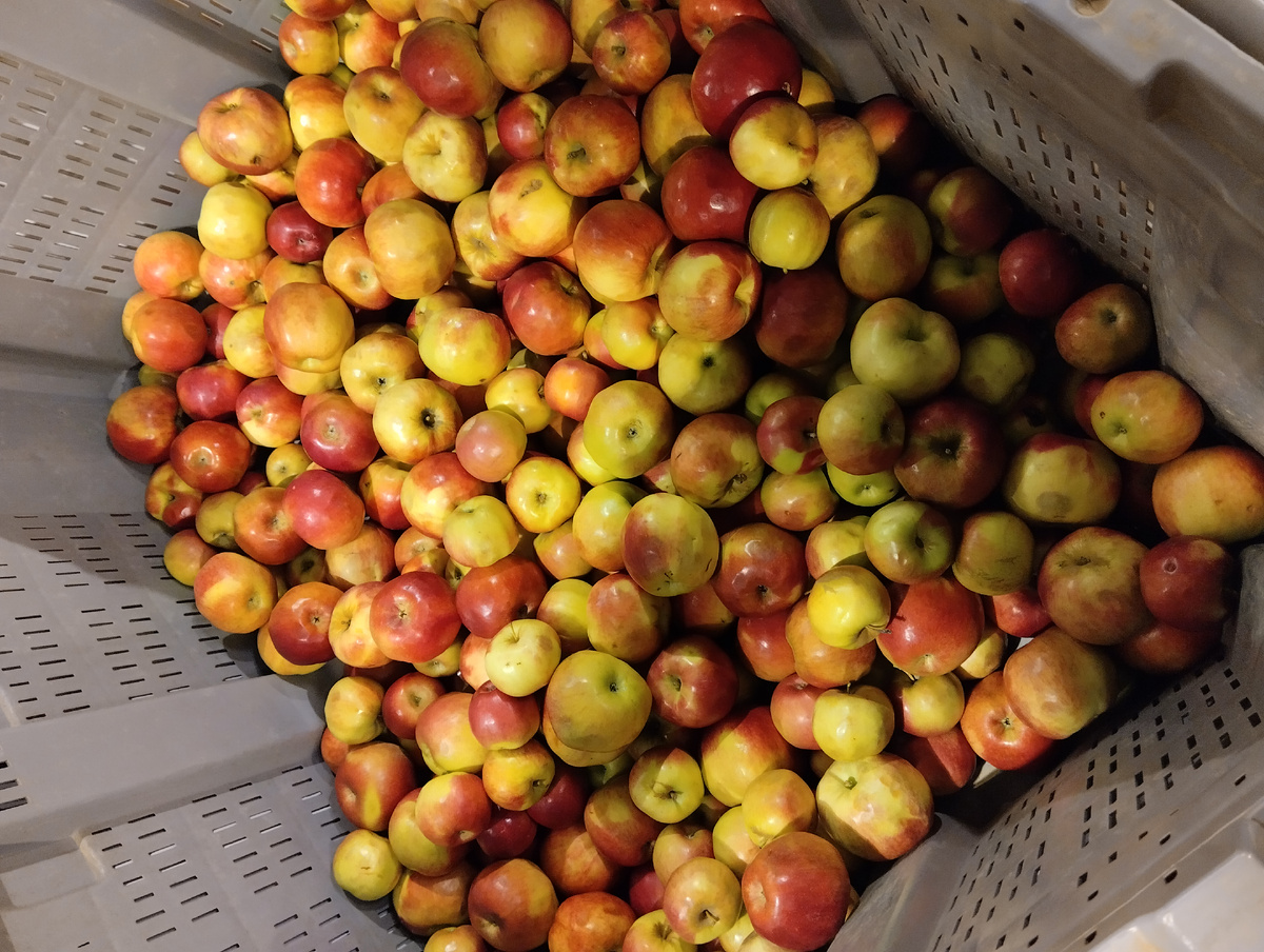 В продаже другой сорт яблок. Кисло-сладкий, похож на наш Айдаред. Я купила 2 кг. 