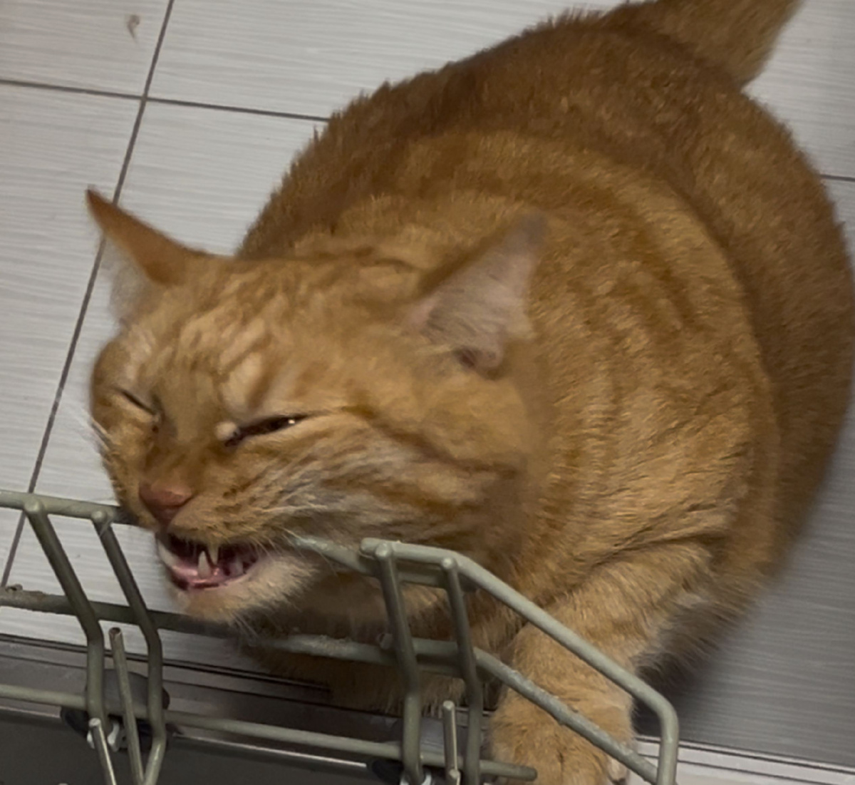 Кот злится