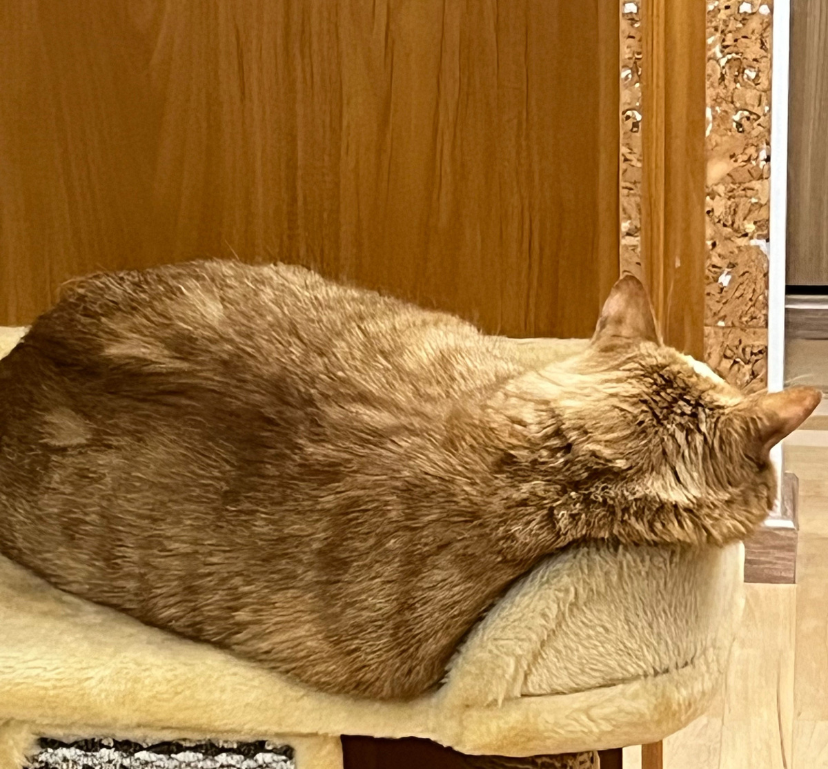 Кот обиделся