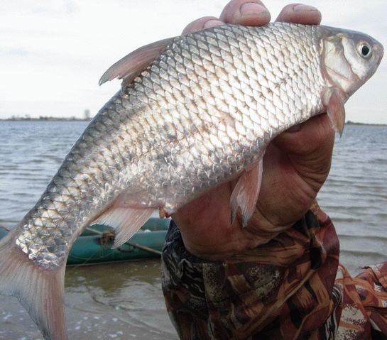 Фото: южныйфлот.рф