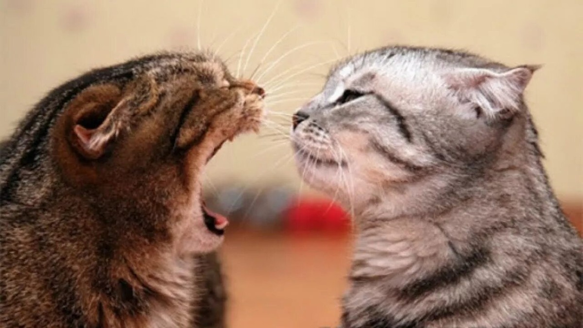 Возражения! Источник Яндекс-картинки!