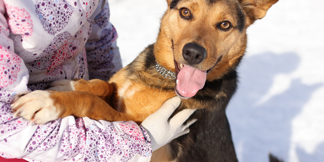 Дарий - красивый и одинокий песик в приюте: его красота стала препятствием для поиска дома