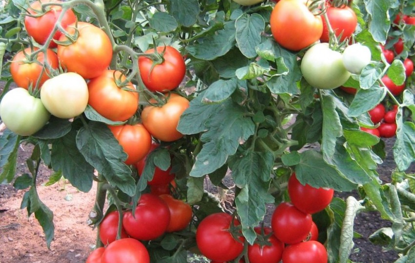Помидоры с огромными увесистыми кистями