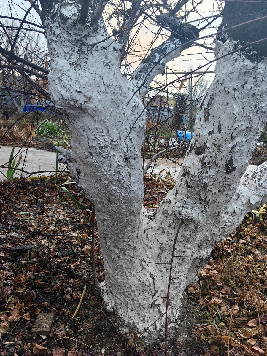 На абрикосе больше года держится побелка. Дупла, замазанного описанной в статье мазью, нет. исч 