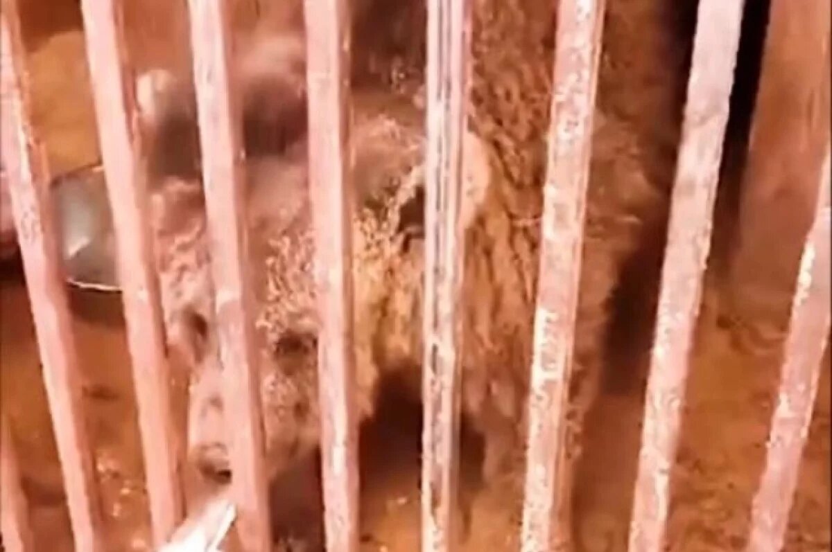    Еще один камчатский медвежонок отправится в парк «Земля Прайда»