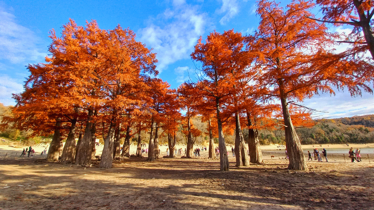 Осенние кипарисы в ноябре месяце. Сукко, ноябрь 2024г