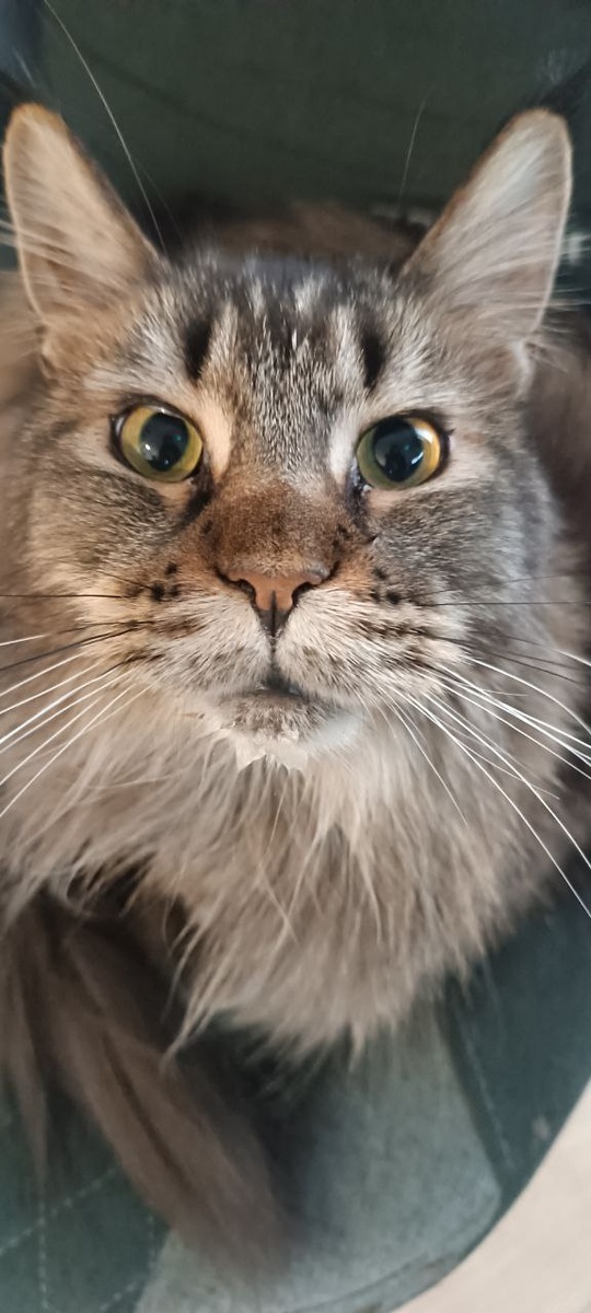 Она говорит, я тут очень милая, а это я ей тоже мурчала