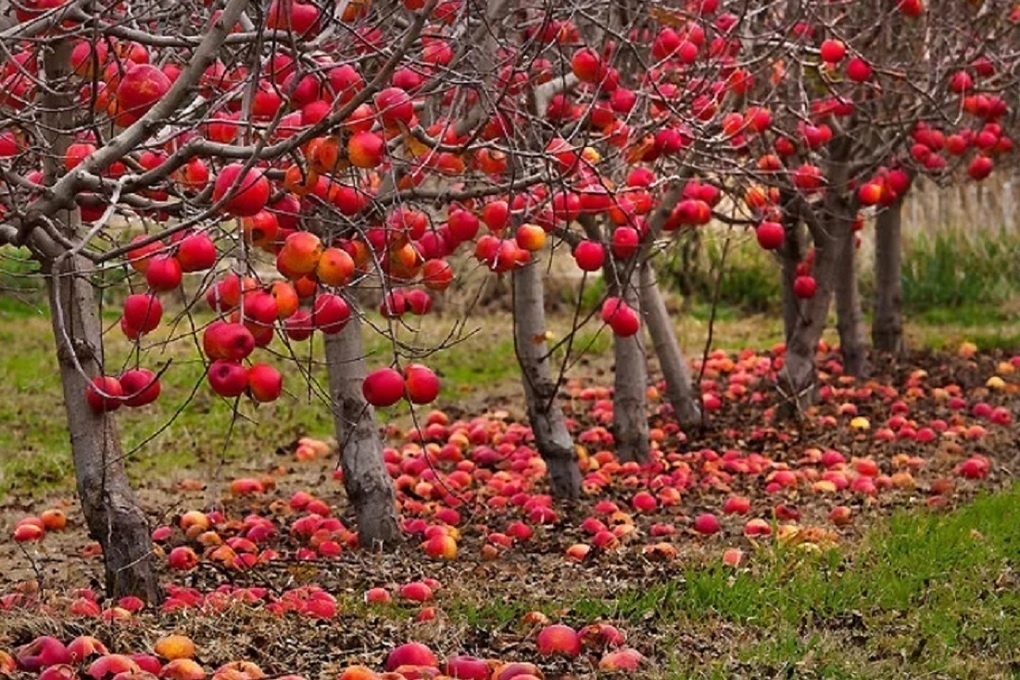 Урожай чистых вкусных яблок