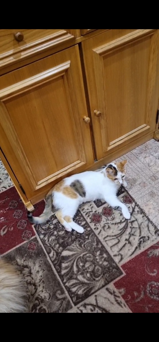 Вот красавица