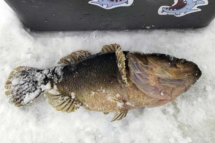    Фото специально для VN.ru предоставлены Анной Водопьяновой